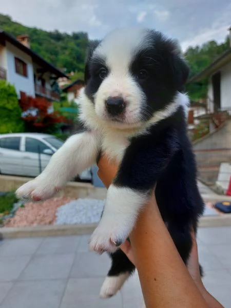 Cuccioli di border collie di alta genealogia  | Foto 2