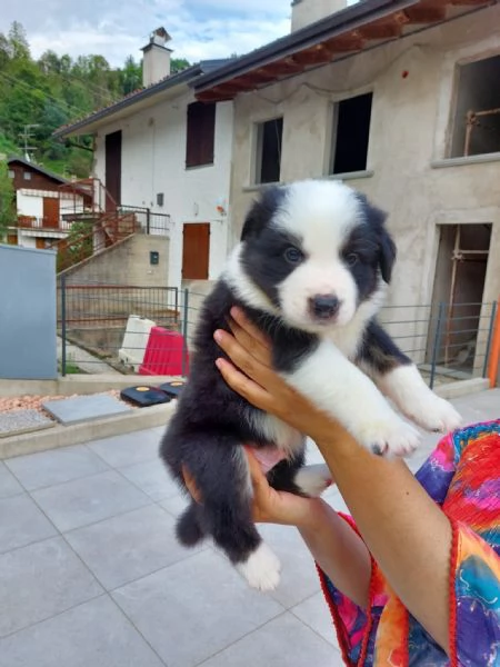 Cuccioli di border collie di alta genealogia  | Foto 1