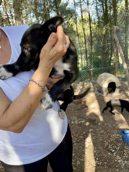 Rumba cucciola in cerca di mamma  | Foto 1