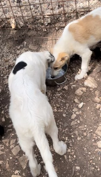 Cucciolo orso cerca casa  | Foto 4