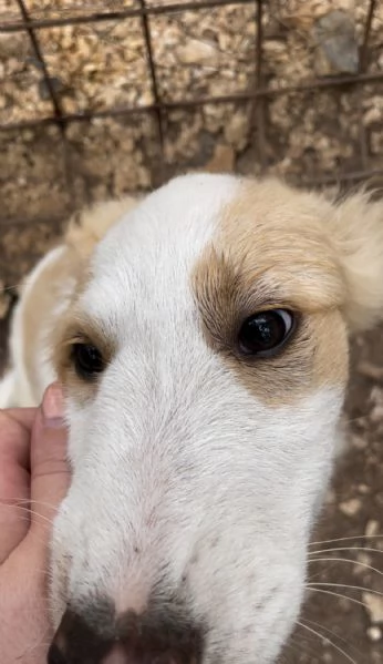 Cucciolo orso cerca casa  | Foto 3