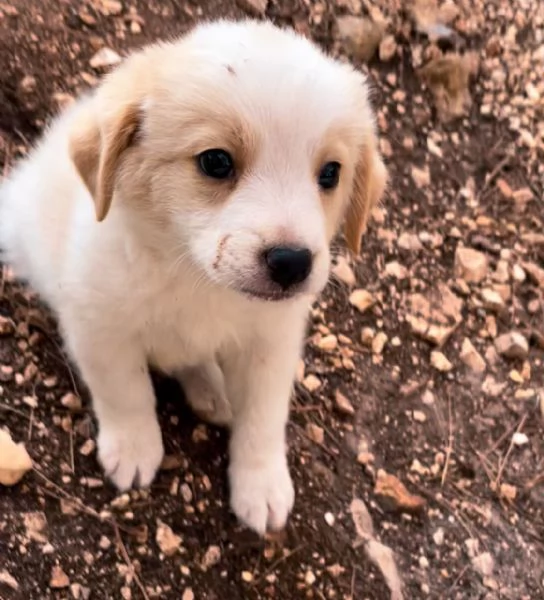 Cucciolo maschio Milk cerca casa  | Foto 3