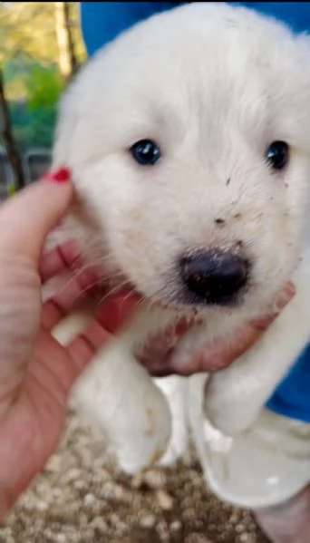 Cucciolo Spillo cerca casa  | Foto 3