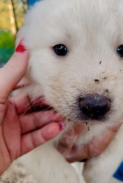 Cucciolo Spillo cerca casa 