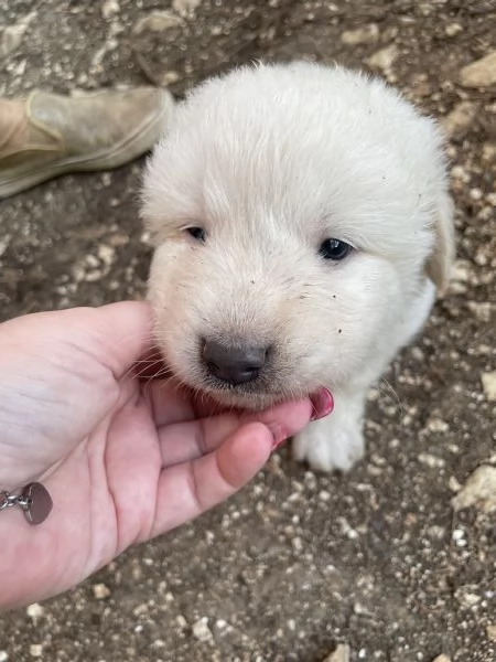 Cucciolo Spillo cerca casa  | Foto 0