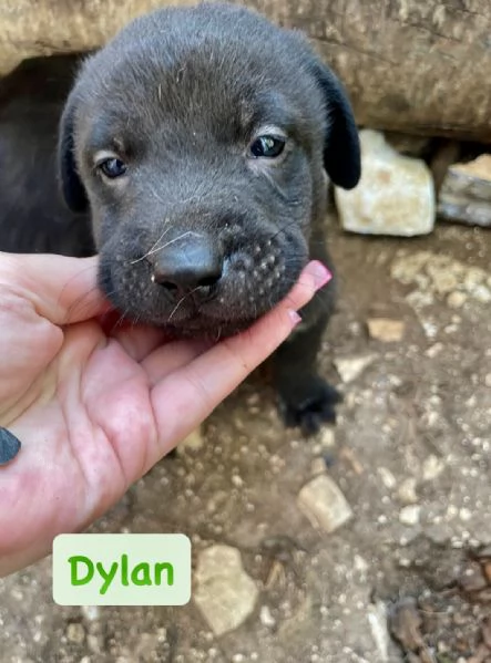 DYLAN CUCCIOLO CERCA CASA  | Foto 1