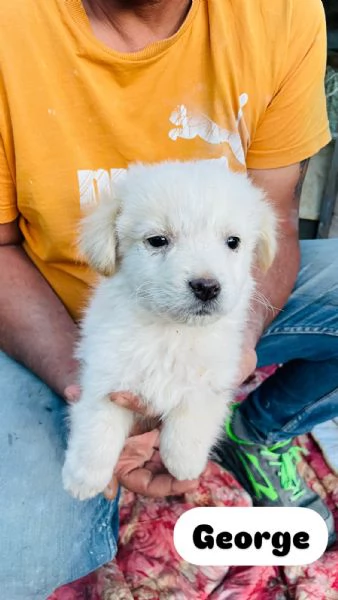 3 cuccioli piccini in cerca di casa  | Foto 5