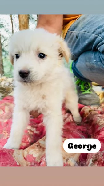 3 cuccioli piccini in cerca di casa  | Foto 0