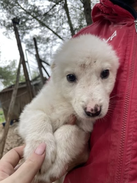 Cucciolo Saul cerca casa  | Foto 4