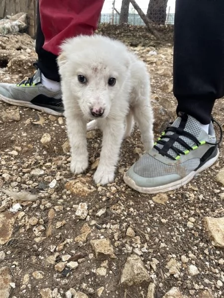 Cucciolo Saul cerca casa  | Foto 3