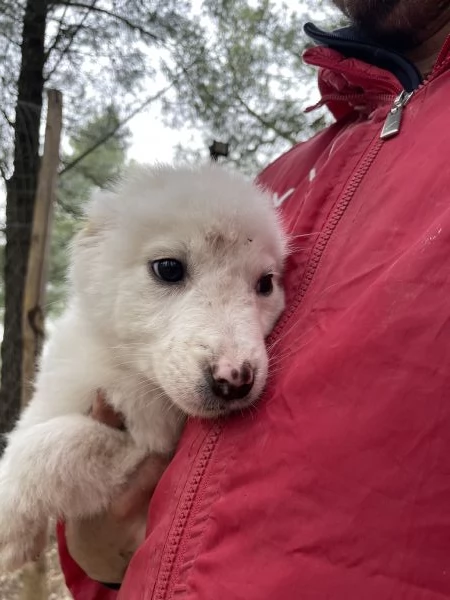 Cucciolo Saul cerca casa  | Foto 1