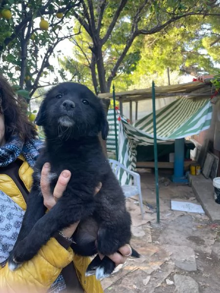 6 cuccioli Border collie cercano casa  | Foto 4