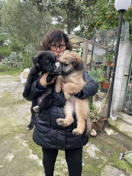 3 cuccioli Border collie cercano casa  | Foto 6