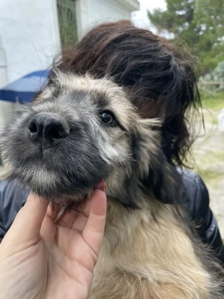 3 cuccioli Border collie cercano casa  | Foto 4