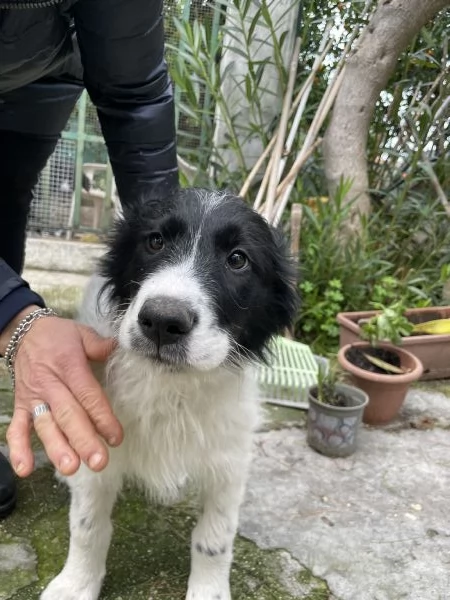 3 cuccioli Border collie cercano casa  | Foto 3