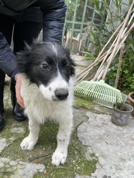 3 cuccioli Border collie cercano casa 