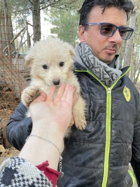 4 cucciolotte cercano casa  | Foto 0