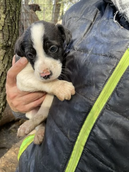 5 cuccioli pap border collie 