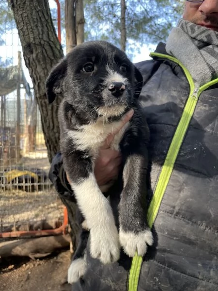 5 cuccioli Border collie mix 