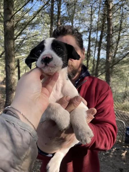 5 cuccioli Border collie mix  | Foto 2