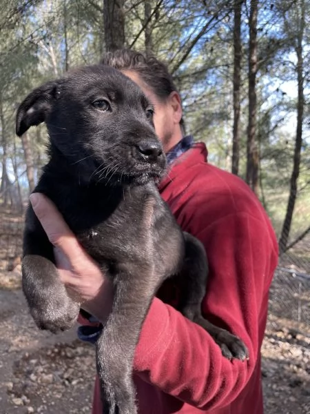 5 cuccioli Border collie mix  | Foto 1