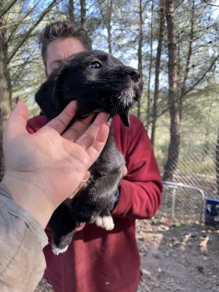 5 cuccioli Border collie mix  | Foto 0