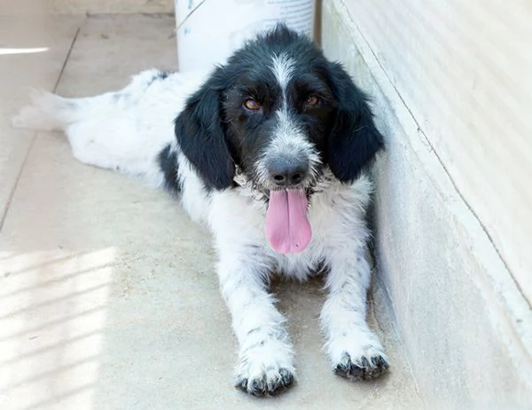 Lucky dolcissimo cane in canile in adozione | Foto 1