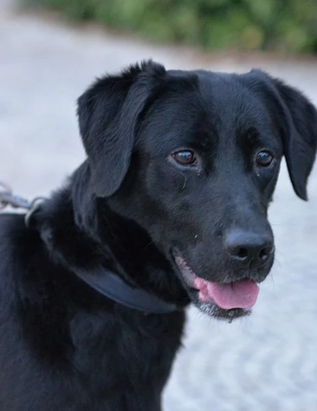 Lady dolce labrador in adozione | Foto 5