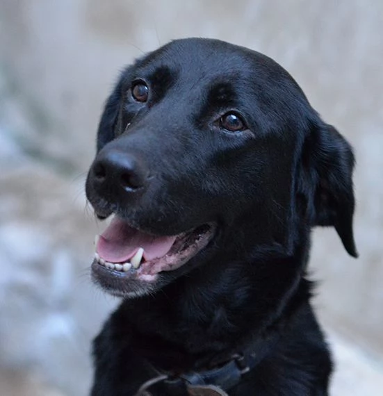 Lady dolce labrador in adozione | Foto 1