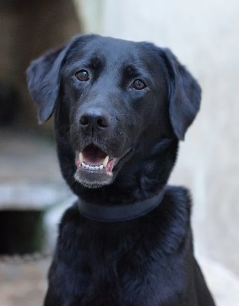 Lady dolce labrador in adozione | Foto 0