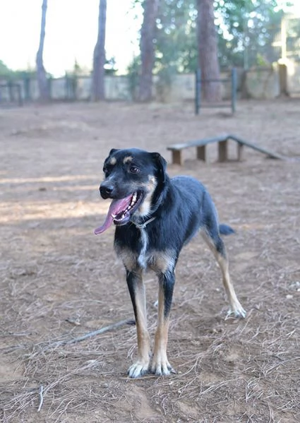 Boris bellissimo cane taglia media in adozione | Foto 6