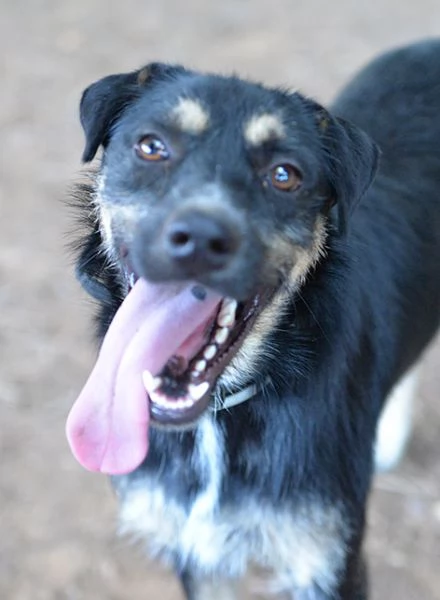 Boris bellissimo cane taglia media in adozione | Foto 5