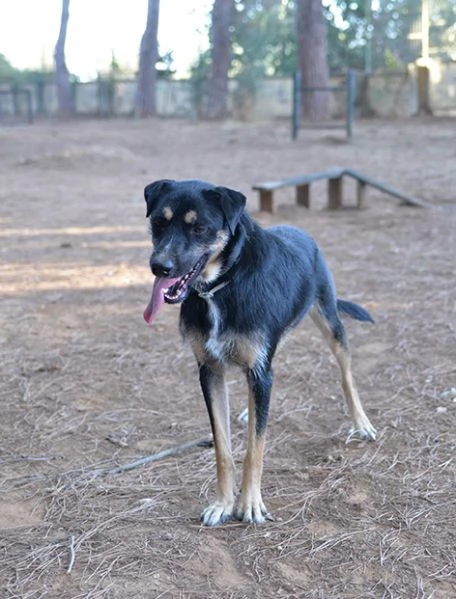 Boris bellissimo cane taglia media in adozione | Foto 4