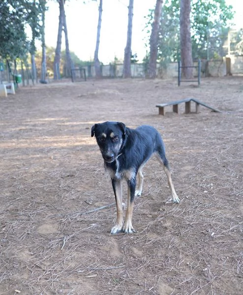 Boris bellissimo cane taglia media in adozione | Foto 2