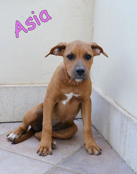 Cuccioli simil amstaff in adozione | Foto 3