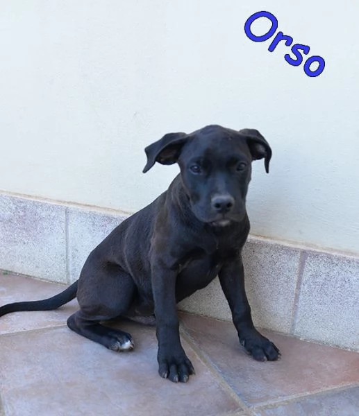 Cuccioli simil amstaff in adozione | Foto 2