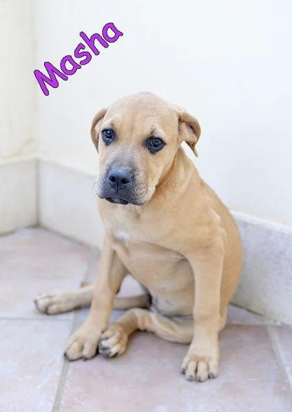 Cuccioli simil amstaff in adozione | Foto 1