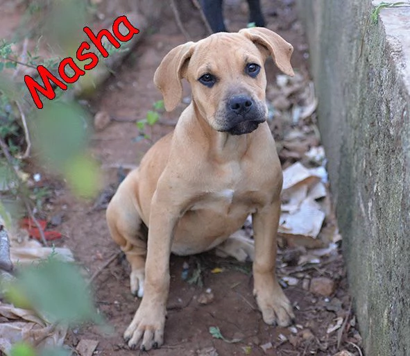 Bellissimi cuccioli simil amstaff in adozione | Foto 2