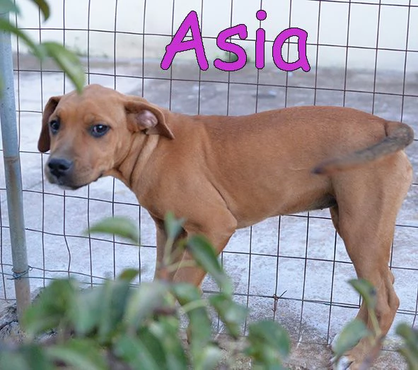 Bellissimi cuccioli simil amstaff in adozione | Foto 1