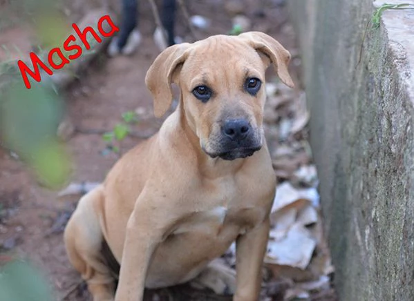 Bellissimi cuccioli simil amstaff in adozione | Foto 0