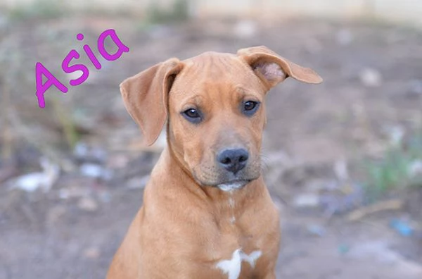 Bellissimi cuccioli simil amstaff in adozione