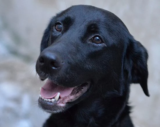 Lady bellissima labrador in adozione | Foto 5