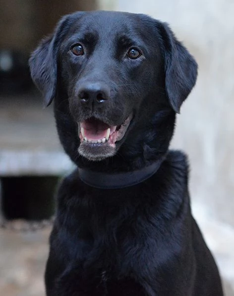 Lady bellissima labrador in adozione | Foto 0