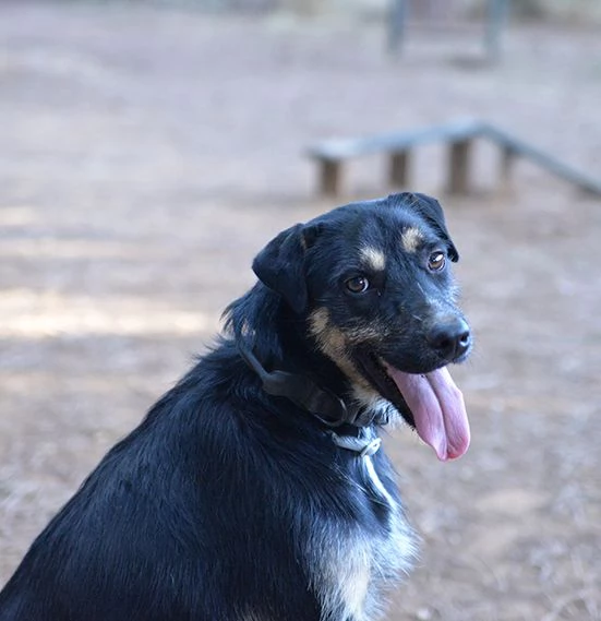 Boris bellissimo cane taglia media in adozione | Foto 1