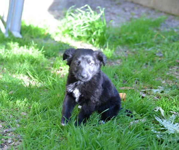 Perla bellissimo cucciolo femmina in adozione | Foto 1