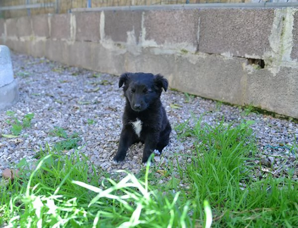 Perla bellissimo cucciolo femmina in adozione | Foto 0