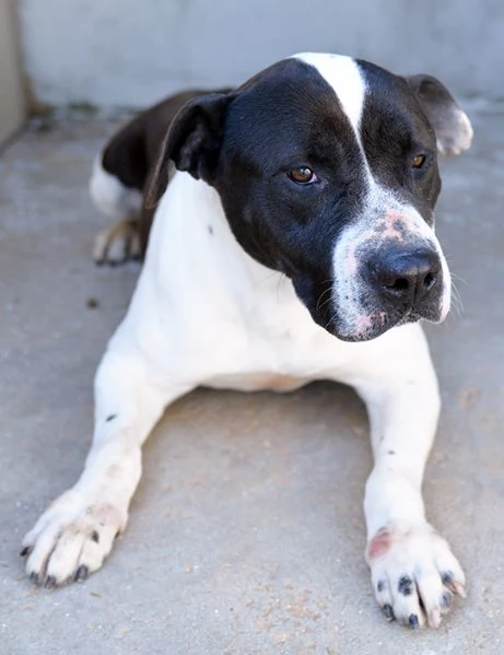 Princess dolcissima amstaff in adozione | Foto 6