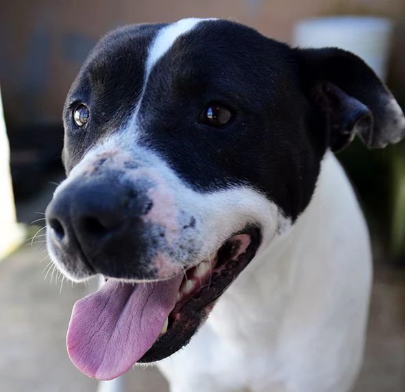 Princess dolcissima amstaff in adozione | Foto 4