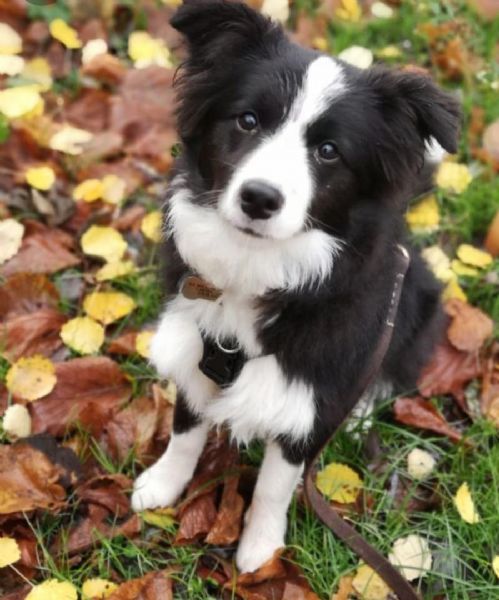 mix di cani bovini australiani collie