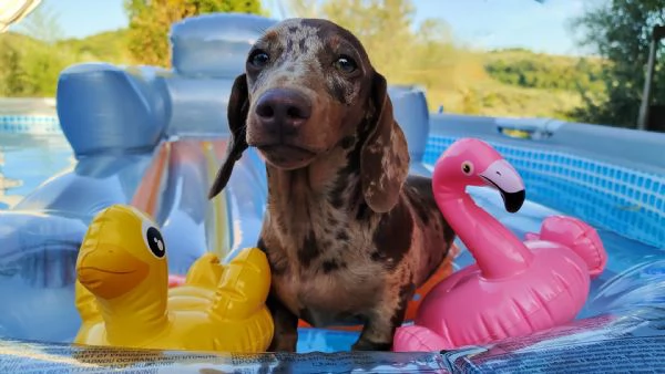 Cucciolo Bassotto Tedesco con Pedigree | Foto 1